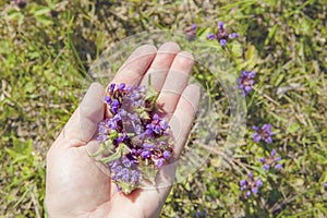 Woman hand picking holding Prunella vulgaris  common self-heal  heal-all  woundwort  heart-of-the-earth  carpenter`s herb.