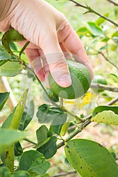 Woman hand picking lime on lime tree. Agriculturist background.