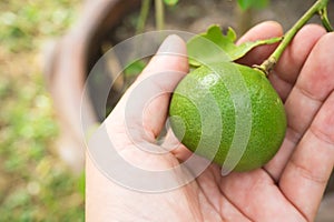 Woman hand picking lime on lime tree. Agriculturist background.