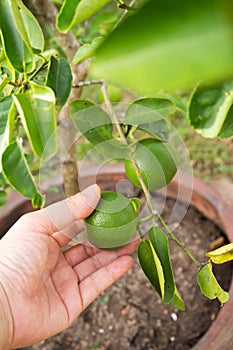 Woman hand picking lime on lime tree. Agriculturist background.