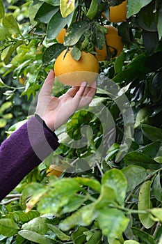 Woman hand picking an orange