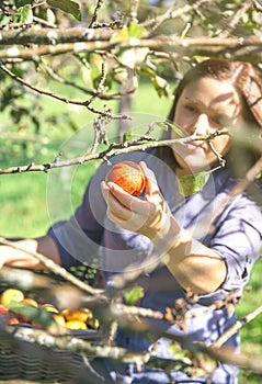 Woman hand picking red apple from the tree