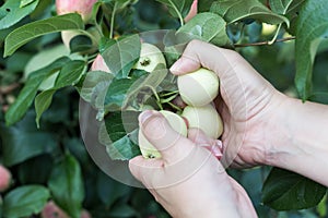 A woman hand picking a red ripe apple from the apple tree