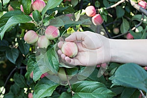 A woman hand picking a red ripe apple from the apple tree