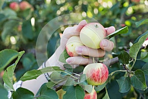 A woman hand picking a red ripe apple from the apple tree