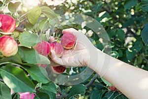 A woman hand picking a red ripe apple from the apple tree