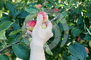 A woman hand picking a red ripe apple from the apple tree