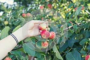 A woman hand picking a red ripe apple from the apple tree