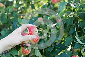 A woman hand picking a red ripe apple from the apple tree