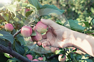 A woman hand picking a red ripe apple from the apple tree