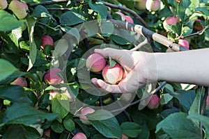 A woman hand picking a red ripe apple from the apple tree