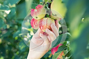 A woman hand picking a red ripe apple from the apple tree