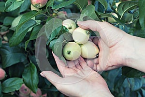 A woman hand picking a red ripe apple from the apple tree