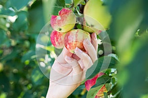 A woman hand picking a red ripe apple from the apple tree