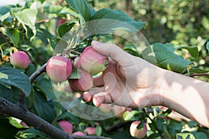 A woman hand picking a red ripe apple from the apple tree