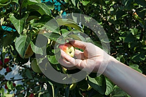 A woman hand picking a red ripe apple from the apple tree