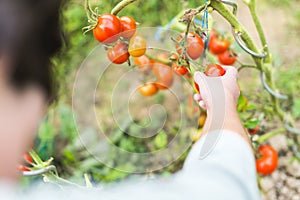 Woman hand picking a red ripe tomato on the wine