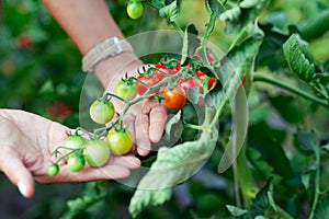 Woman hand picking ripe red cherry tomatoes in green house farm