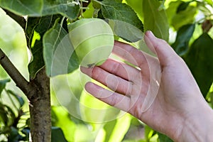 Woman hand picks a green apple from an apple tree branch with le