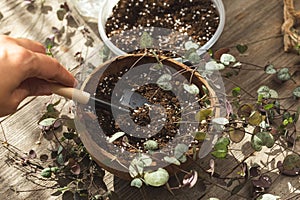 Woman hand planting Ceropegia house plant in pot