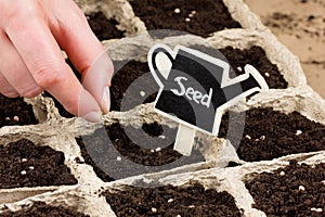 Woman hand planting seed in the ground or soil. spring sowing.