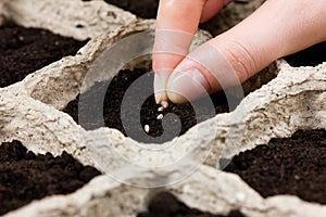 Woman hand planting seed in the ground or soil. spring sowing. photo
