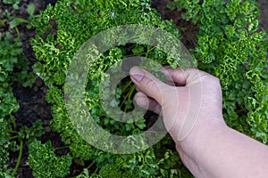 Woman hand plucks the parsley from the garden