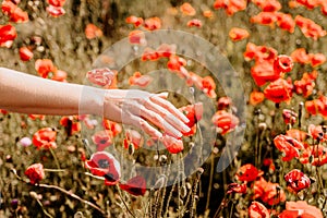 Woman hand poppies field. Close up of woman hand touching poppy flower in a field.