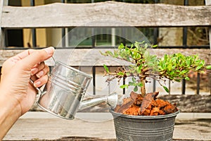 Woman hand with pot pouring water on a small green plant