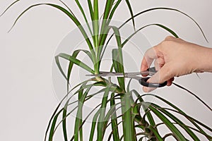 Woman hand pruning top of Dracaena marginata for renew plant