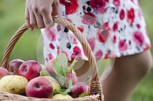 Woman hand put a basket with apples