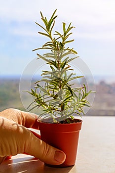 Woman hand put a small brown pot with rosemary sprout on an indoor window sill on a sunny day. Home gardening and horticulture.