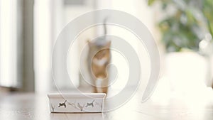 Woman hand puts food to the cats bowl for her pet