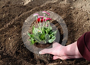 Woman hand replanting of red full-flower daisy into dirt in the garden