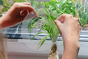 Woman hand rooting propagating cutting of Pandanus house plant  glass jar indoors