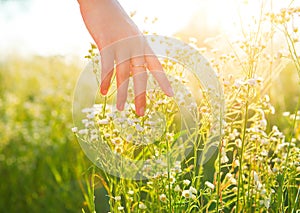 Woman hand running through meadow field