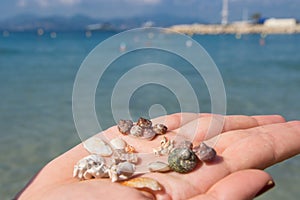 Woman hand and sea shels photo