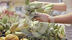 Woman hand selecting green bananas at the supermarket. Woman taking a bunch of bananas from in a grocery store. Girl