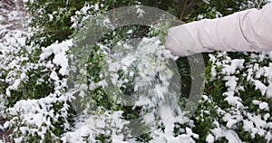 Woman hand shakes off snow from a decorative bush