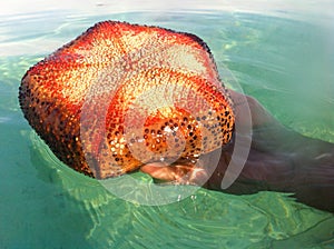 woman hand shows a cushion seastar on the surface of the sea water