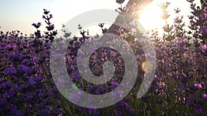 Woman hand softly caresses fragrant lavender blossoms.Fields with fragrant purple flowers bloom at sunset. Organic