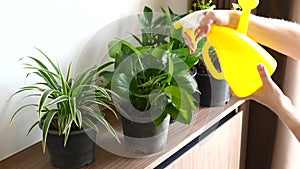 Woman Hand Spraying Home Plants in Pots with Water Using Sprayer