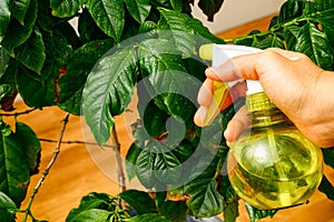 Woman hand spraying water on houseplant