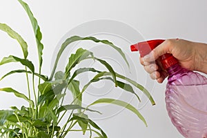 Woman hand spraying with water spathiphyllum using the pulverizer