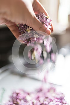 Woman hand stirring lilac flowers