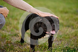 Woman hand strokes a black French bulldog on the lawn during a walk. Human and dog friendship concept. Childfree.