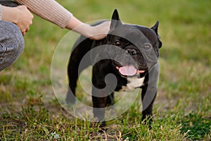 Woman hand strokes a black French bulldog on the lawn during a walk. Human and dog friendship concept. Childfree.