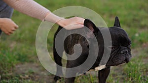 Woman hand strokes a black French bulldog on the lawn during a walk. Human and dog friendship concept. Childfree. Rapid