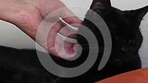 Woman hand stroking black cat