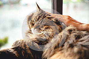 Woman hand stroking the furry lazy sleeping cat